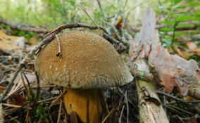В Нижне-Свирском заповеднике с теплом вспоминают об августовском "грибном нашествии"