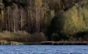 За невестой - даже вплавь: во Всеволожском районе лоси переплыли Лемболовское озеро