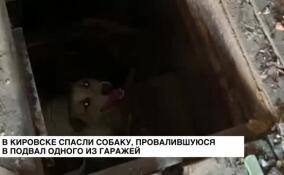 В Кировске спасли собаку, провалившуюся в подвал одного из гаражей