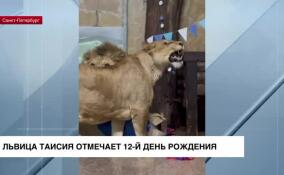 В Ленинградском зоопарке принимает поздравления львица Таисия