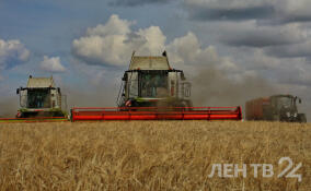 В Ленинградской области завершилась уборка зерна