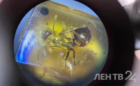 Ученые СПбГУ нашли провентрикулюс у муравьев, которым больше 40 млн лет