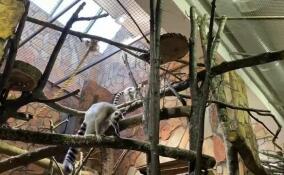 Кошачьи лемуры опробовали новые полочки и бревна в зимнем вольере Ленинградского зоопарка
