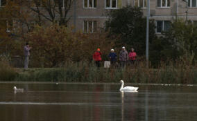 Молодой лебедь-шипун приплыл на пруд у сада Ивана Фомина в Петербурге