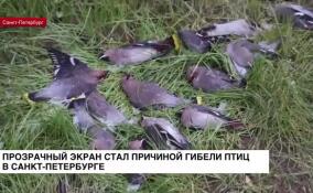 Прозрачный экран стал причиной гибели птиц в Санкт-Петербурге