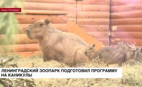 Ленинградский зоопарк подготовил программу на каникулы