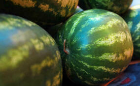 Почти 150 кг плодоовощной продукции изъяли в Ленобласти летом