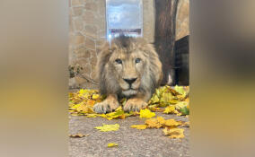 Ленинградский зоопарк поделился фото с роскошным львом Адамом
