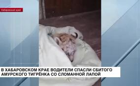В Хабаровском крае водители спасли амурского тигренка со сломанной лапой