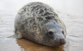 Свыше 1600 серых тюленей насчитали в российской части Финского залива