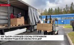 500 тысяч сеянцев сосны отправили из Ленинградской области в ДНР