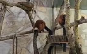 Игры рыжих лемуров продемонстрировали в Ленинградском зоопарке