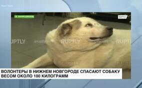 Волонтеры в Нижнем Новгороде спасают собаку весом около центнера