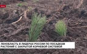 Ленобласть в лидерах России по посадкам растений с закрытой корневой системой