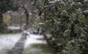 Дожди и мокрый снег пообещали жителям Ленобласти 13 ноября