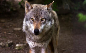 Охотникам Ленобласти объяснили, как получить 25 тысяч рублей за волка