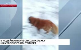 В Лодейнопольском районе спасли собаку из мусорного контейнера
