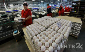 Антимонопольная служба проверит обоснованность роста цен на яйца в Ленобласти