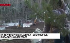 2 500 хвойных деревьев высадят на бывшей свалке на территории заказника «Озеро Щучье»