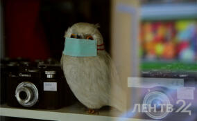 В Ленобласти компанию-поставщика медицинских масок включили в список недобросовестных