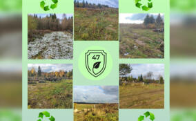 Территории кладбищ в деревнях Кипень и Витино очистили от мусора