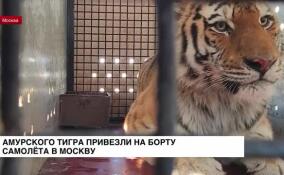 Амурского тигра из Владивостока привезли на борту «Аэрофлота» в Москву