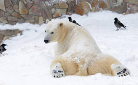 В Ленинградском зоопарке отпразднуют день рождения медведицы Хаарчааны