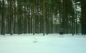 Быстроногого лося запечатлели в заснеженном лесу в Ленобласти
