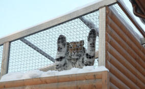 Ленинградский зоопарк рассказал, как тигр из Мариуполя встретил настоящую русскую зиму