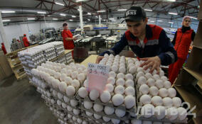 Ленобласть увеличит производство яиц на 170 млн штук в год