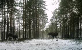 Юные лоси выясняли отношения перед самкой во Всеволожском районе