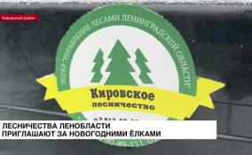 Лесничества Ленобласти приглашают за новогодними елками