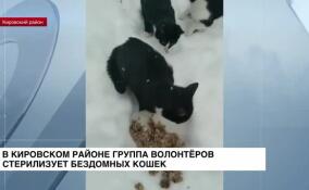 В Кировском районе группа волонтеров стерилизует бездомных кошек