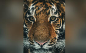В Ленинградском зоопарке поделились кадрами с позирующим тигром Зевсом