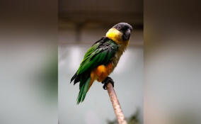 Ленинградский зоопарк поделился красочными кадрами с попугаями