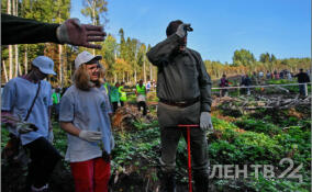 Ленинградская область – один из лидеров всероссийской акции «Сохраним лес»