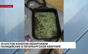 Оперативники обнаружили 45 кустов конопли в петербургской квартире