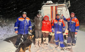 Спасатели пришли на помощь заплутавшей в лесу паре с собакой у СНТ Хрусталь