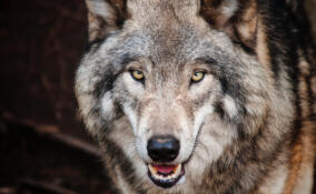 Охотникам Ленобласти с ноября выплатили более миллиона рублей за добытых волков