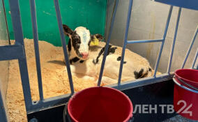 Родильное отделение и детсад для телят открыли в хозяйстве  «Рябовский» в Выборгском районе