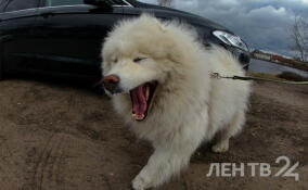 До конца года в Петербурге можно бесплатно и без очереди привить собаку от бешенства