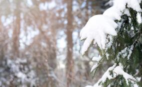В Ленобласти бесплатно спилили 16,5 тысяч елок к Новому году