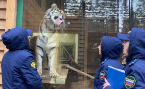 Владельцев частного зоопарка в Ленобласти обвинили в жестоком обращении с животными