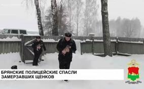 Новогоднее чудо: в Брянске полицейские спасли брошенных на морозе щенков