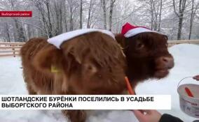 Шотландские буренки поселились в усадьбе Выборгского района