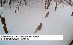 Многодетную мать-рысь с котятами засняли в одном из поселков в Приозерском районе
