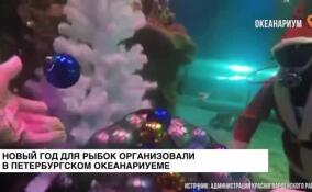 Подводную елку установили для обитателей Петербургского океанариума