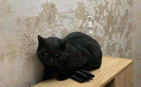 Сотрудники отряда "Кошкиспас" вытянули черного кота из вентиляции одного из петербургских домов