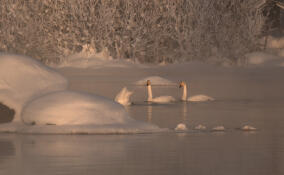 Стая белоснежных лебедей-кликунов остались зимовать на реке Вуокса