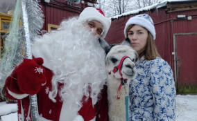 Дед Мороз и Снегурочка навестили питомцев Ленинградского зоопарка